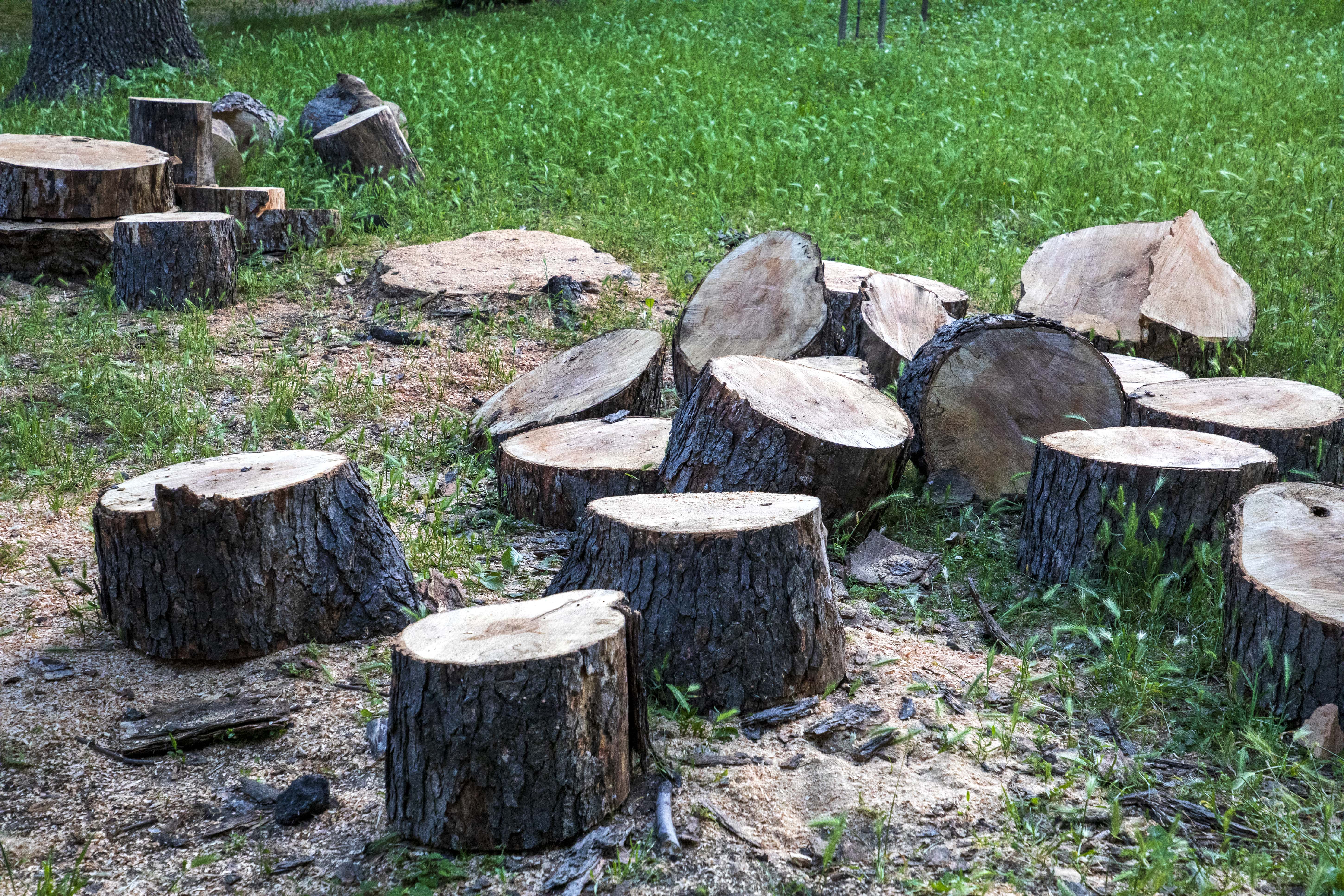 Stump Grind