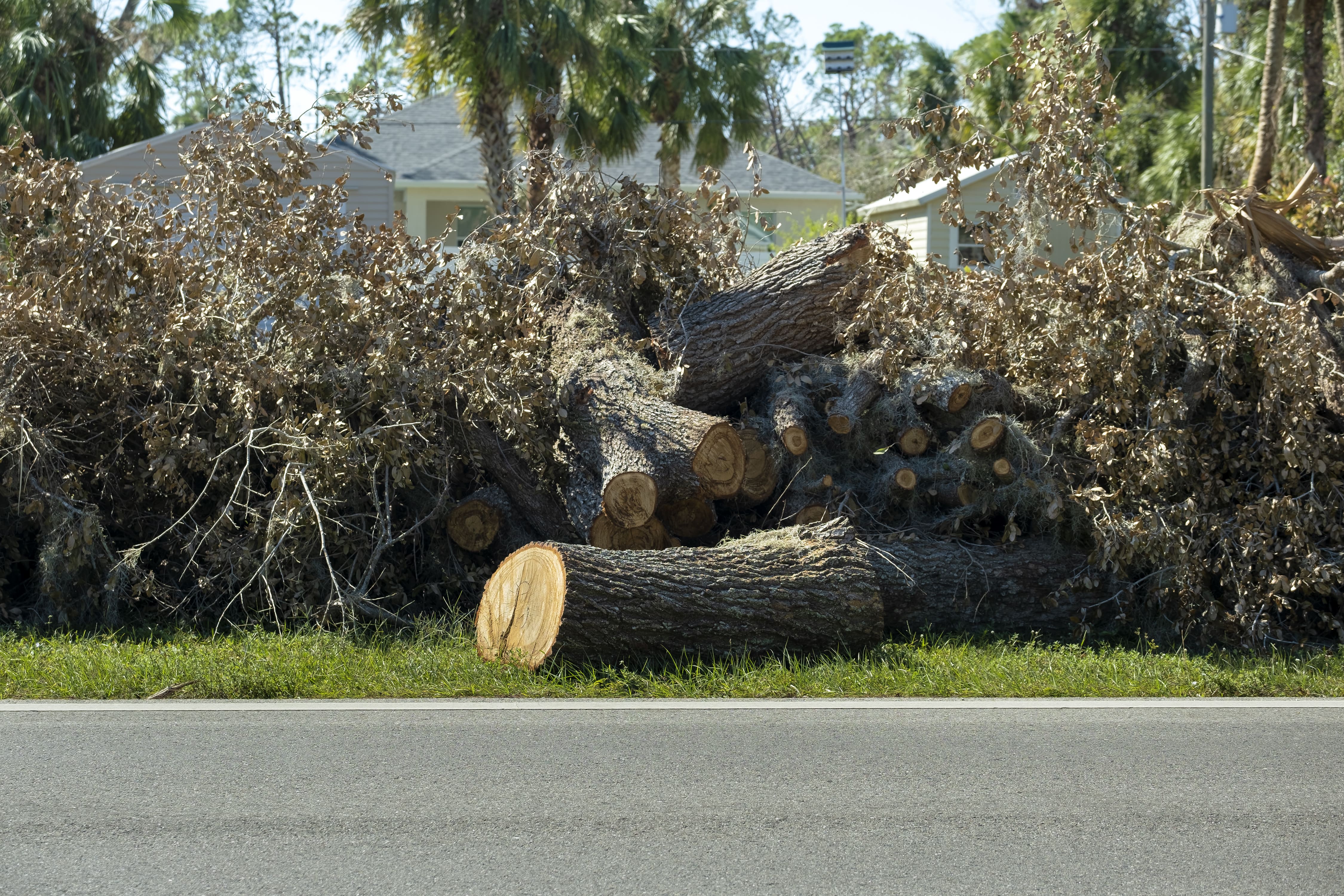 Stump Removal 3