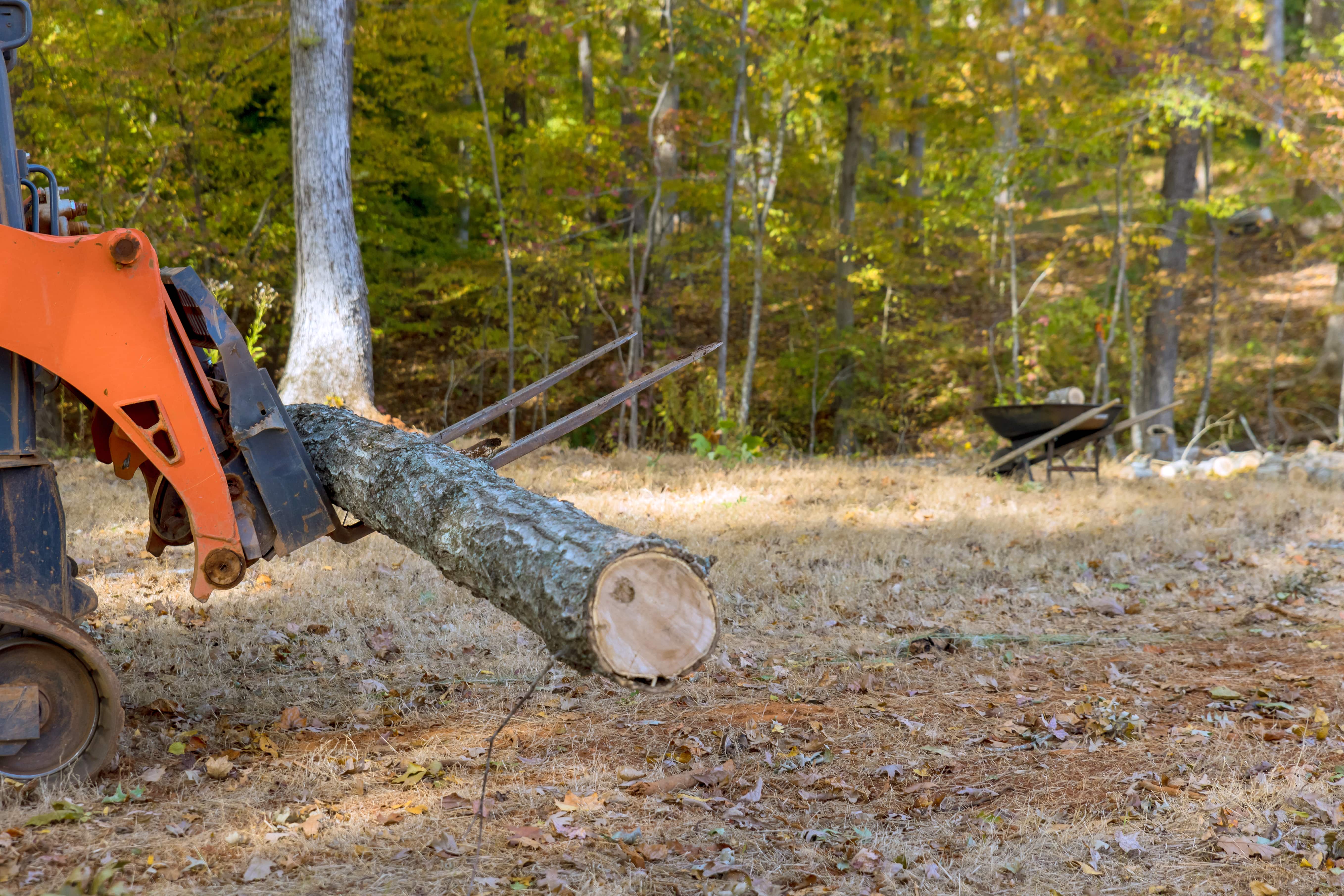 Tree Removal 2