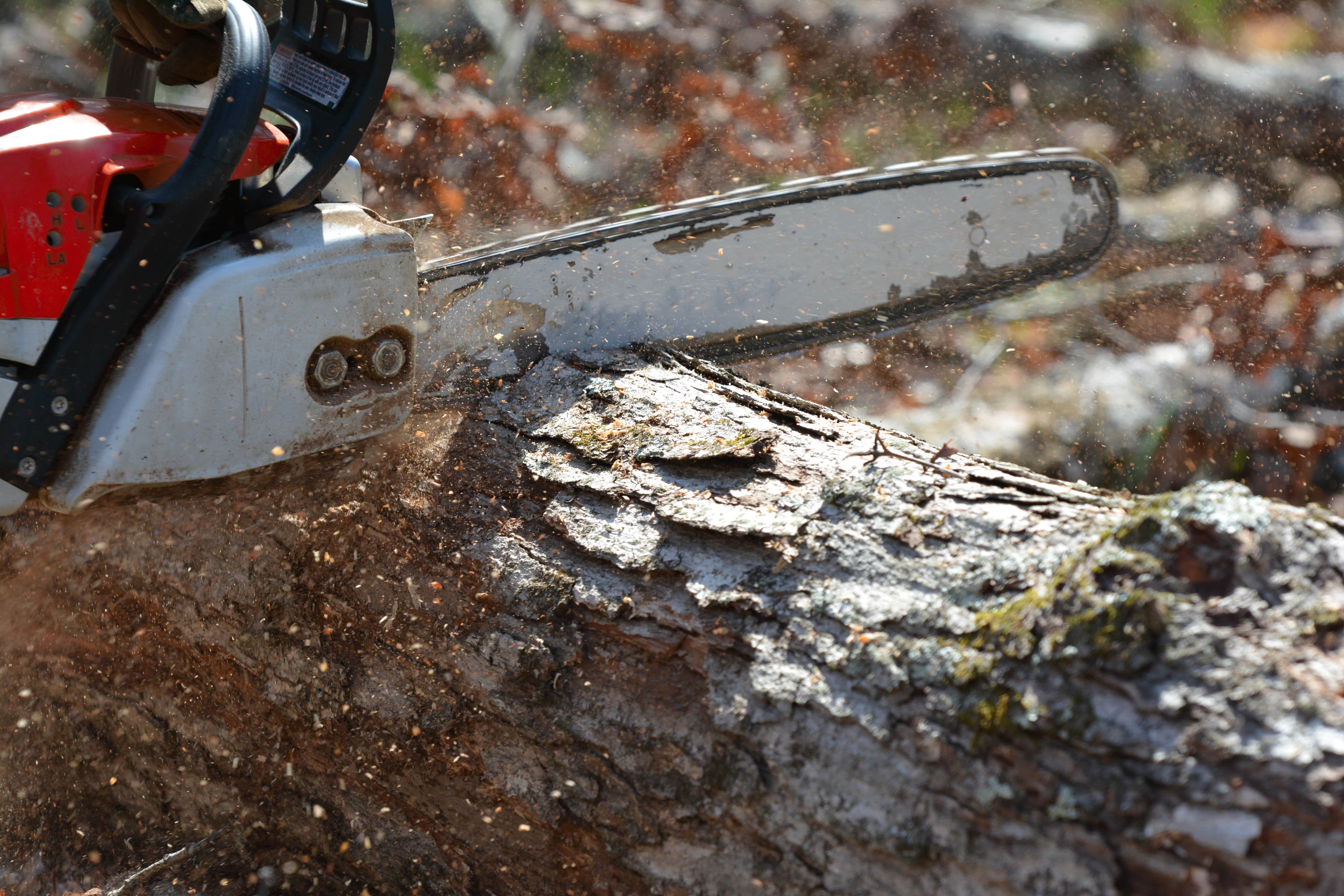Tree Removal