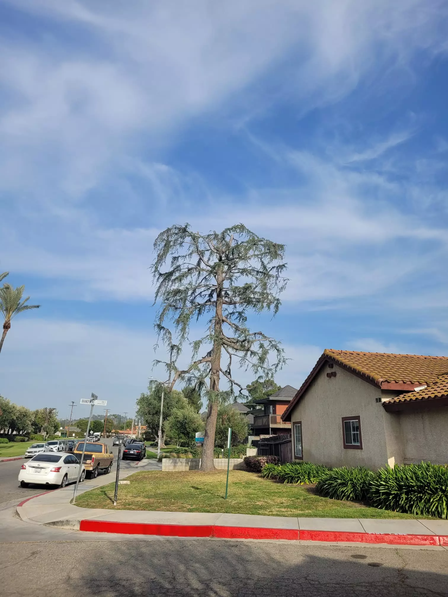 Tree Trimming