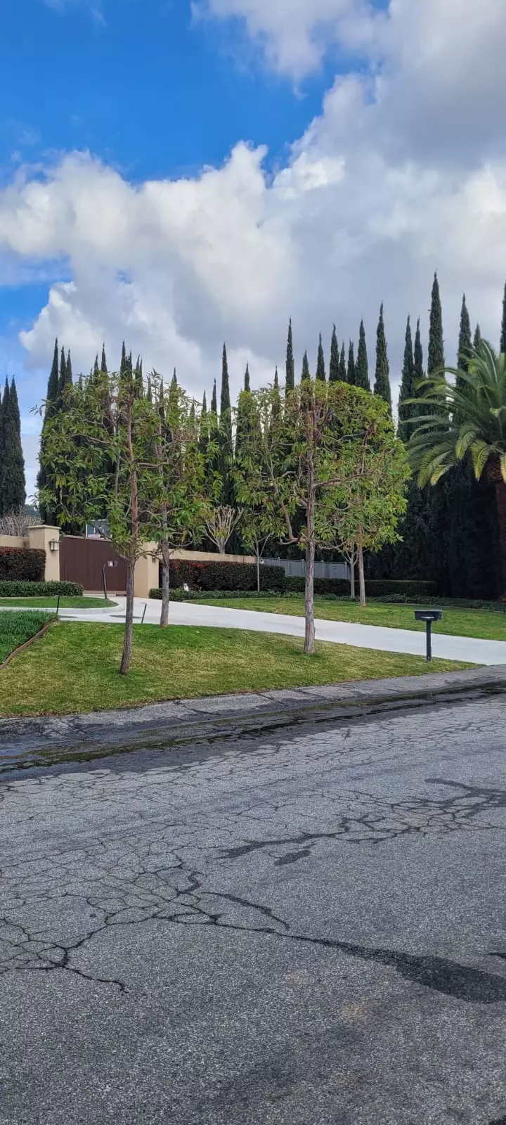 Tree Trimming