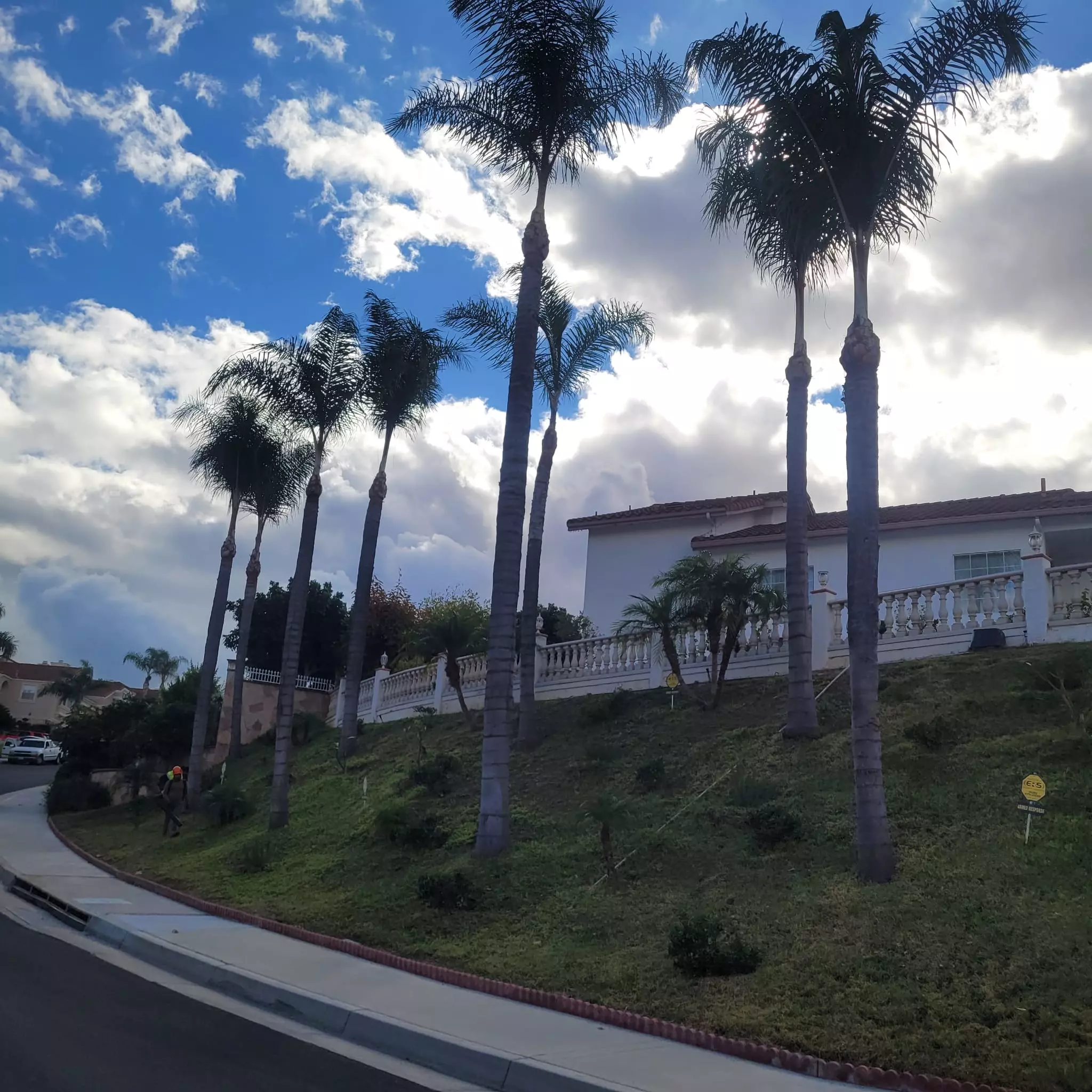 Trimming Palm Tree & Removal