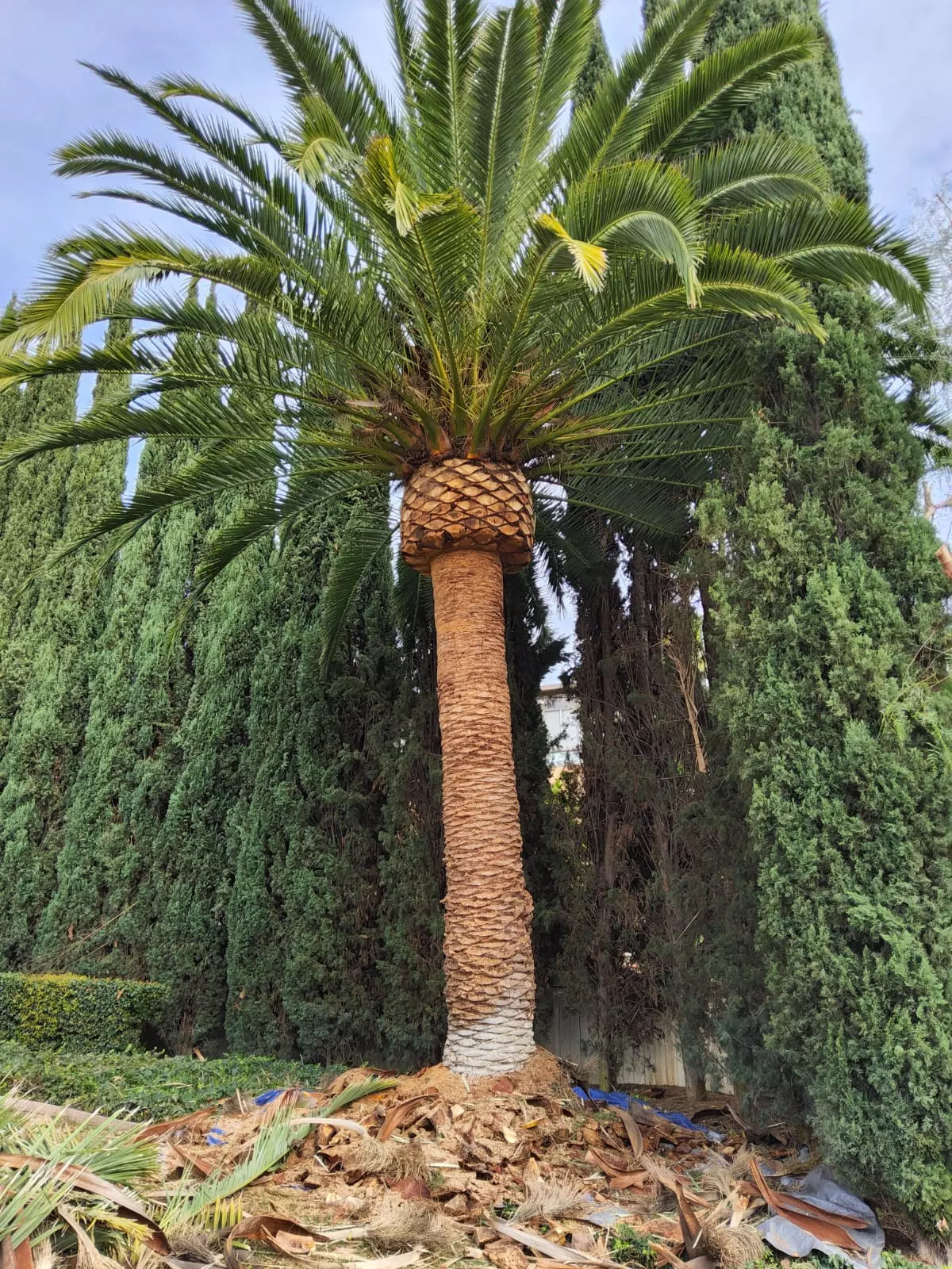 Tree Trimming - Services