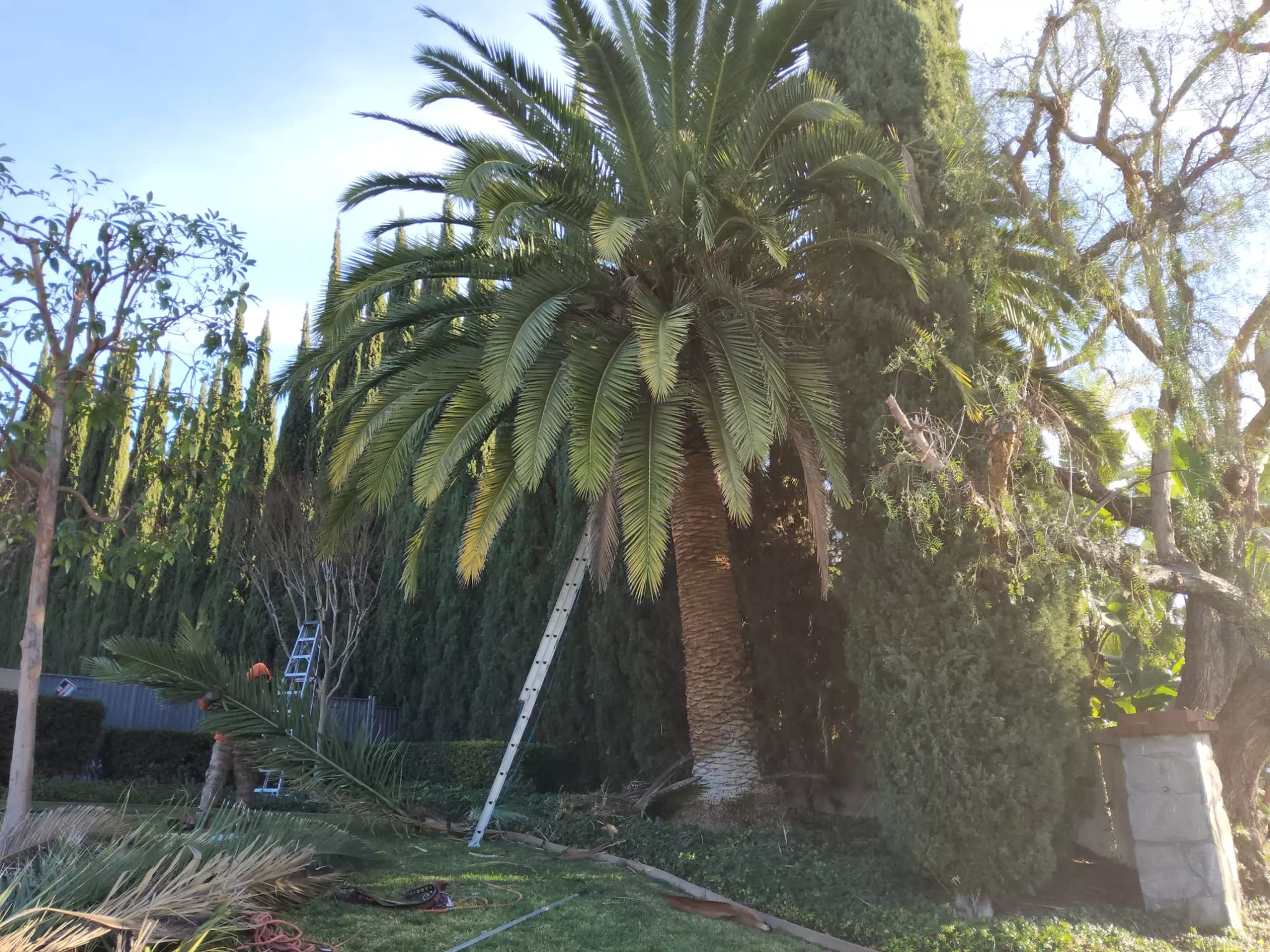 Tree Trimming - Services 2