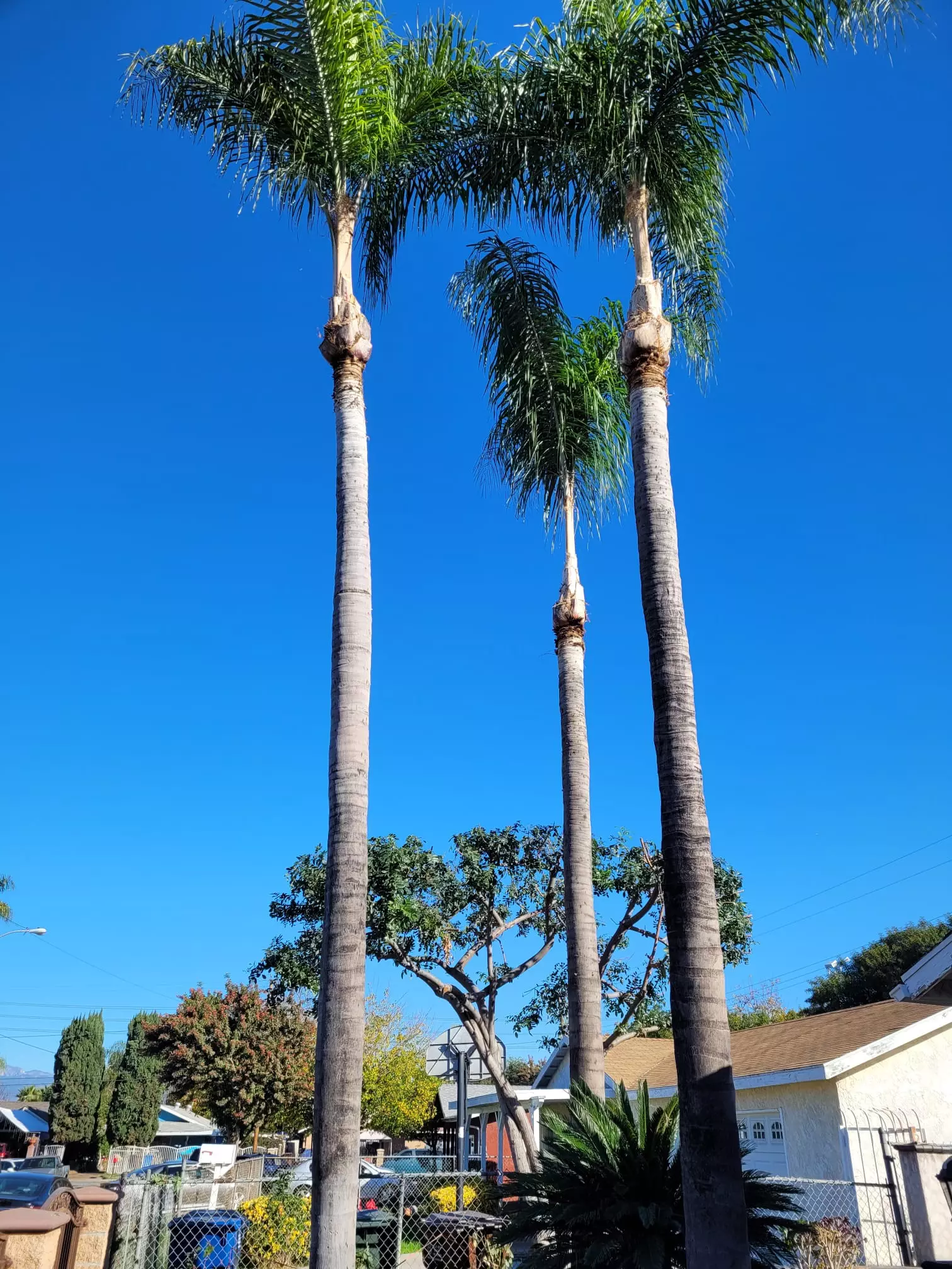 Tree Trimming - Services 2